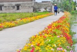Mê mẩn ngắm những con đường hoa mười giờ ở Nam Định 