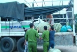 Quảng Ngãi: Bắt giữ hơn 700kg heo sữa không rõ nguồn gốc