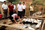 Cá chết trên sông Bưởi: Nhà máy đền bù 1,4 tỷ đồng