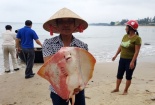 Hải sản chết bất thường vì đâu, câu hỏi đang dần được sáng tỏ