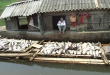 Vụ cá chết trên sông Bưởi: Phạt 'thủ phạm' gần 500 triệu đồng
