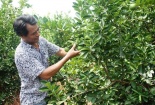 Long An: Nông dân xây nhà lầu bạc tỉ nhờ trồng chanh VIETGAP