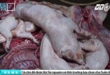 Clip: Thâm nhập lò giết mổ heo bệnh, heo chết tím tái, bốc mùi nồng nặc