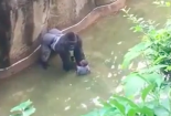 Clip: Giải oan khỉ đột đang cứu sống em bé ở sở thú, bị bắn chết