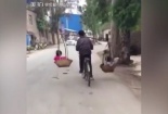 Clip bố còng lưng đạp xe gánh 2 con ngồi thúng lay động cư dân mạng