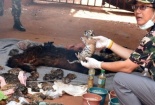 Tìm thấy 40 xác hổ non trong đền thiêng thờ 'chúa sơn lâm' Thái Lan