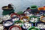 Hải sản xuất khẩu miền Trung an toàn sau vụ cá chết