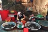 Nắng 40 độ, người dân vẫn không dám mua cua đồng vì sợ bẩn