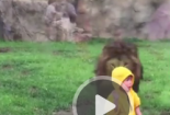Clip: Sư tử khổng lồ lao đến đòi vồ bé 2 tuổi trong vườn thú
