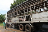 Nông dân lại nháo nhào vì Trung Quốc ngưng mua heo