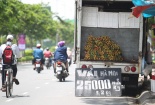 TP HCM sẵn sàng tiêu thụ vải thiều