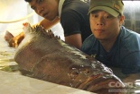 Bắt được cá mú nghệ “khủng” dài gần 1,6 mét, nặng 130kg ở Côn Đảo