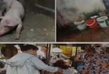 Kinh hoàng biến lợn bệnh, ghẻ lở thành thịt lợn Mán bán tại Hà Nội