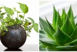 6 loại cây nên trồng trong phòng ngủ giúp có giấc ngủ ngon 