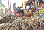 Tôm chết hàng loạt ở Phú Yên: Dân nuốt nước mắt tìm đường bán tháo