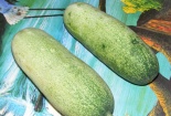 Dân Hà Nội thích thú với loại 'dưa chuột mèo' to như phích