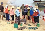 Thông cáo báo chí của Chính phủ về sự cố cá chết 4 tỉnh miền Trung