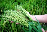 Nhân viên công ty VinaCert ngang nhiên chào bán chứng nhận VietGap