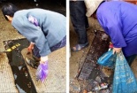 Kinh hãi cảnh tượng lượm tôm ở cống rãnh đen ngòm để bán