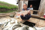 Mới có 1 doanh nghiệp xả thải đền bù thiệt hại cho hộ nuôi cá