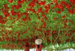 Cận cảnh giàn cà chua chục nghìn quả đỏ rực rỡ