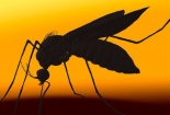 Một ca nhiễm Zika làm đau đầu giới khoa học