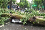Tin mới nhất về bão số 1: Hà Nội cây cối đổ kềnh, người đi đường bị vật ngã