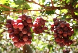 Làm sao để phân biệt nho Ninh Thuận và nho Trung Quốc?