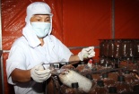 Công nghệ làm sạch không khí giúp tăng năng suất cấy giống nấm