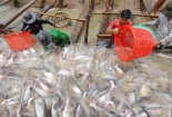 Thương lái Trung Quốc giảm mua, giá cá tra giảm mạnh