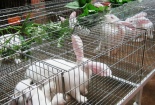 Lãi 30 triệu đồng mỗi tháng nhờ nuôi thỏ