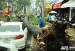 TP. Hồ Chí Minh: Liên tiếp 3 cây cổ thụ đổ đè chết 2 người, 1 người trọng thương