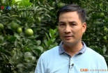 Nông dân 'hóa' tỷ phú - thu nhập 5 tỷ/năm nhờ trồng cam Cao Phong
