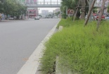 Cỏ dại mọc um tùm sau khi Hà Nội ngừng chi tiền tỷ để cắt cỏ, tỉa cây