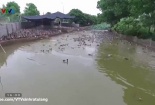 Làm giàu nông nghiệp nhờ nuôi vịt trời 'đẻ' 15 tỷ mỗi năm