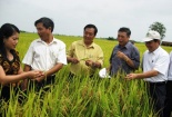 Ứng dụng công nghệ hạt nhân tạo giống lúa và đậu có năng suất cao