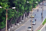 Hà Nội mất đi hàng xà cừ trăm tuổi trên đường Kim Mã