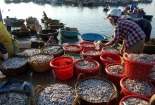 Các loại hải sản ở tầng nổi tại 4 tỉnh miền Trung đảm bảo an toàn