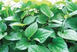 Không cần Viagra, ăn những loại rau thơm này cũng giúp quý ông 'sung mãn'