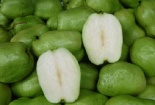 Kỹ thuật trồng và chăm sóc ổi không hạt