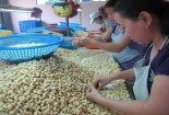Bản tin tiêu dùng 2/10: Tiêu hủy hơn 1 tấn trái cây không xuất xứ