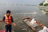 Hồ Tây cá chết trắng bốc mùi hôi thối nồng nặc