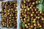 'Sốt' táo Trung Quốc chữa đau đầu, muốn mua phải đặt trước