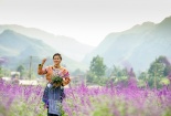 Giới trẻ phát sốt với vườn hoa oải hương trên cao nguyên Lào Cai