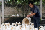 Làm nông nghiệp thông minh: 8X, nông dân thu tiền tỷ/năm