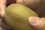 Quả Kiwi: Sự thật loại quả 'trường thọ' 138 ngày vẫn tươi rói