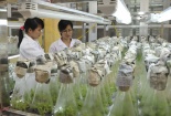  Kỹ thuật hạt nhân Việt Nam đã tạo giống lúa năng suất chất lượng