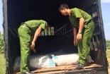 Phát hiện xe chở bì lợn bốc mùi đang trên đường tiêu thụ