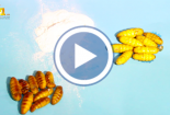 Clip cận cảnh: Nhộng chết thối ngâm hóa chất từ thành nhộng tươi vàng óng