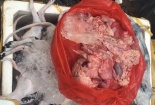 Xe tải chở chó, mèo cạo lông trắng ởn không rõ xuất xứ bị bắt giữ
